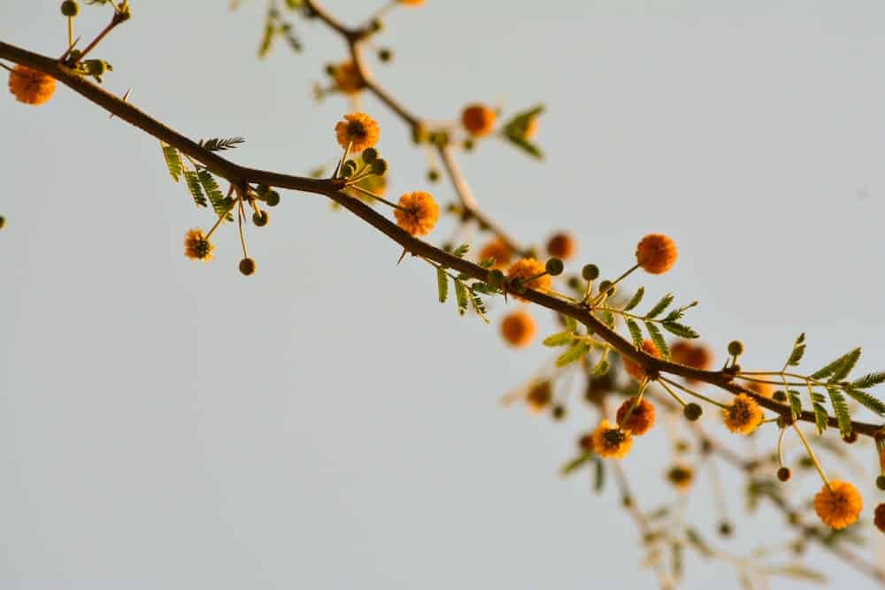 blooming tree allergy triggers